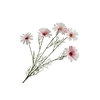 Leucanthemum Pink Light