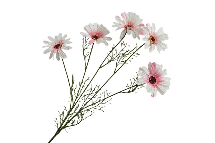 Leucanthemum Pink Light