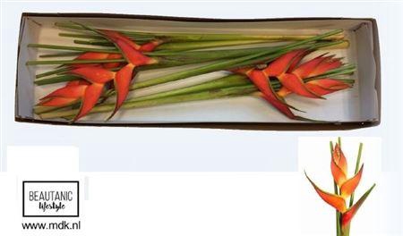 <h4>Helic Oriole Orange</h4>