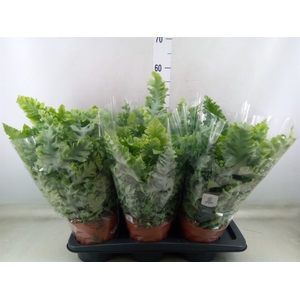 Phlebodium aureum 'Davana'