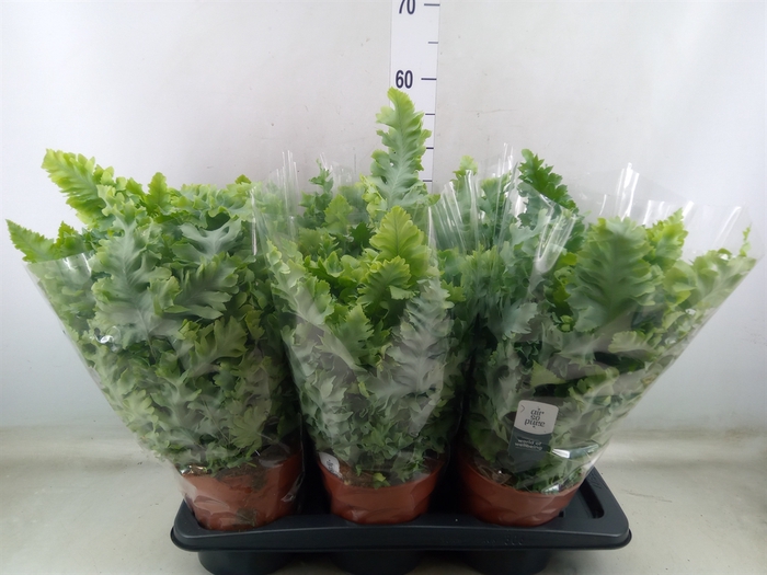 <h4>Phlebodium aureum 'Davana'</h4>