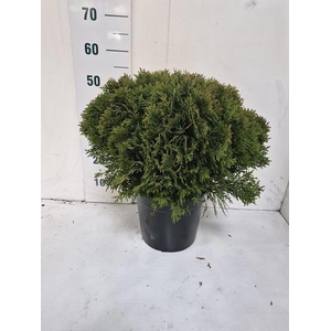 THUJA O DANICA