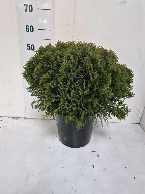 <h4>THUJA O DANICA</h4>