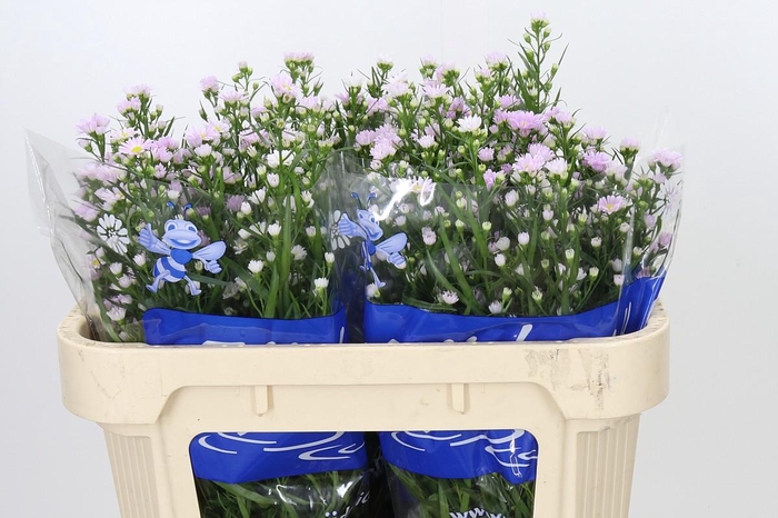 <h4>Aster Claudia</h4>