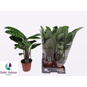 CALAT ZEBRINA