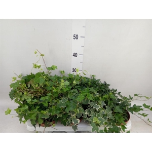 Hedera helix   ...mix 3