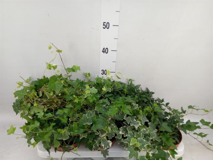 <h4>Hedera helix   ...mix 3</h4>