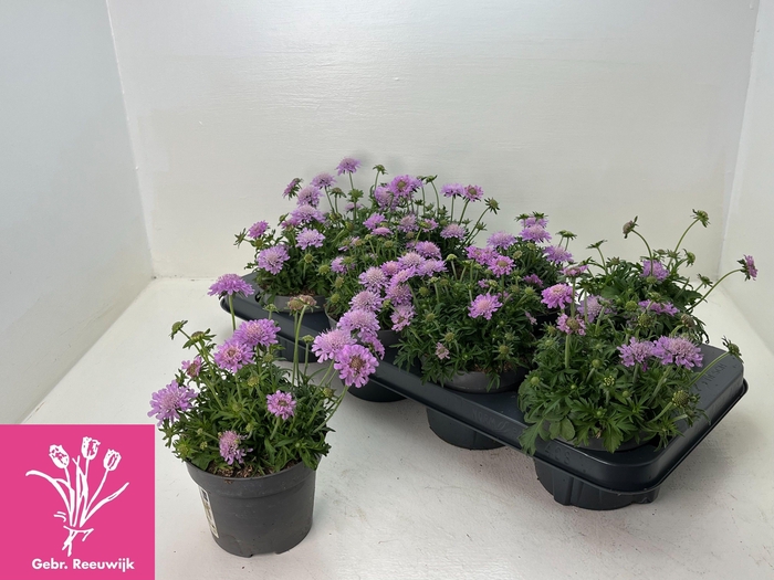 <h4>SCAB PINK DIAMONDS</h4>