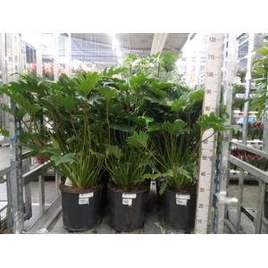 Philodendron xanadu