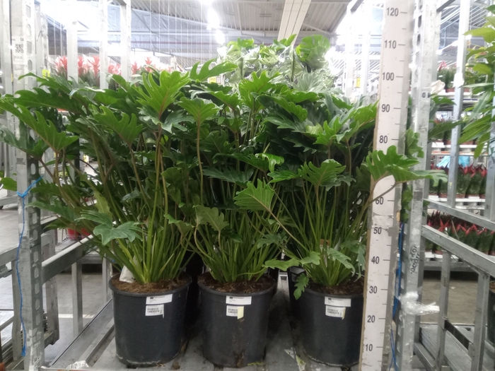 <h4>Philodendron xanadu</h4>