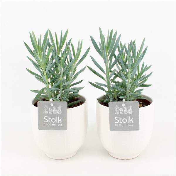 <h4>Senecio Curio Ficoides Mount Everest in Liv keramiek</h4>