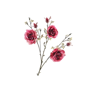Rosa Spray Burgundy