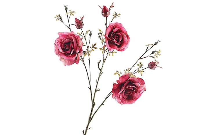 <h4>Rosa Spray Burgundy</h4>