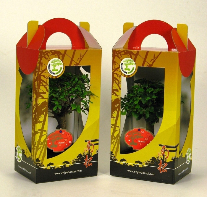 <h4>Bonsai mix in chinese giftbox 15 cm; with valentine/mothersday etiket, with driptray</h4>