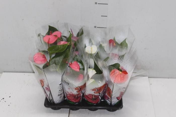 <h4>ANTHURIUM VARIADO P06</h4>