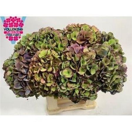 <h4>Hydr M Fa Anne Cl</h4>