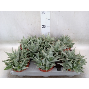 Aloe   ...