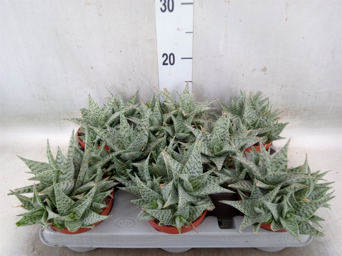 <h4>Aloe   ...</h4>