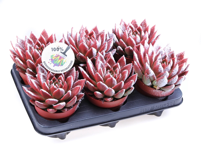 <h4>Echeveria  'Miranda'</h4>