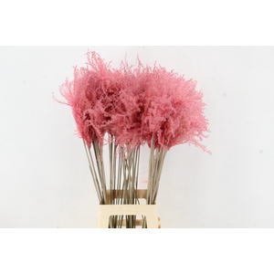 DF Miscanthus 90cm L.Pink