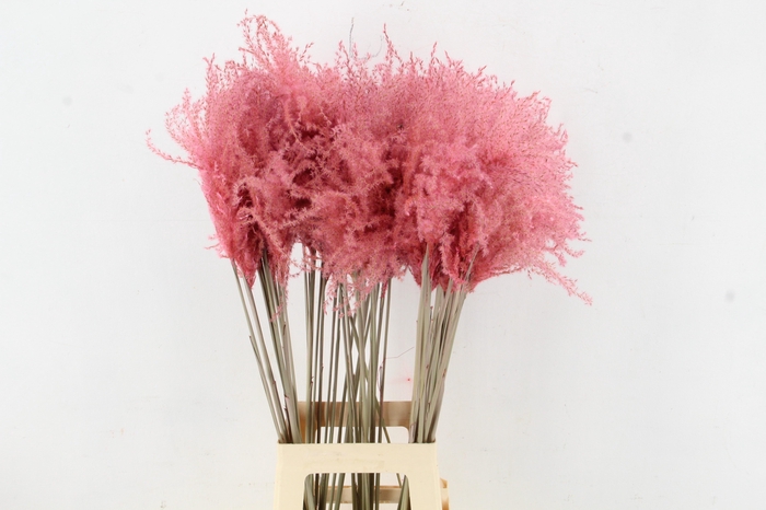 <h4>DF Miscanthus 90cm L.Pink</h4>