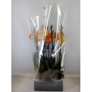 Phalaenopsis  'Ant Bologna'