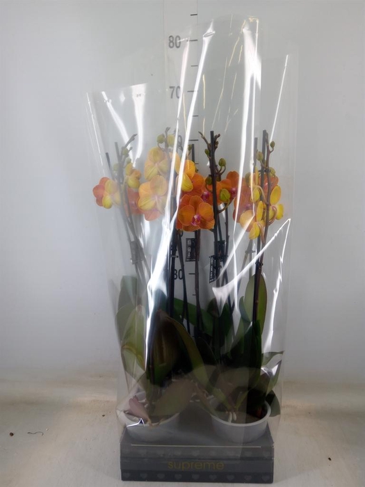 <h4>Phalaenopsis  'Ant Bologna'</h4>