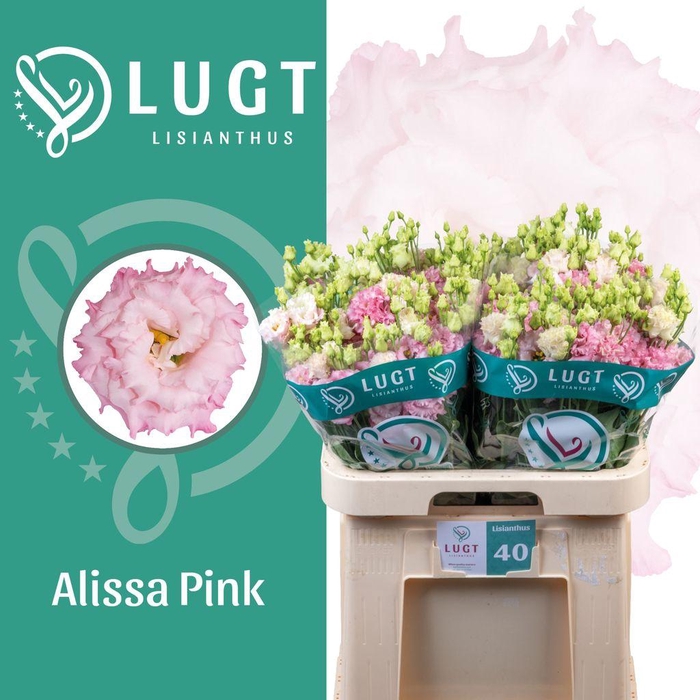 <h4>Lisianthus do alissa pink</h4>