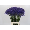 Agapanthus 'Buddy Blue'