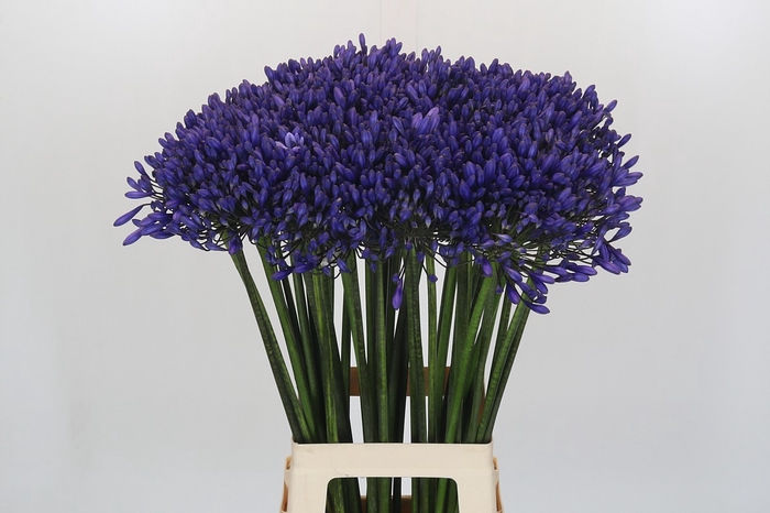 <h4>Agapanthus 'Buddy Blue'</h4>