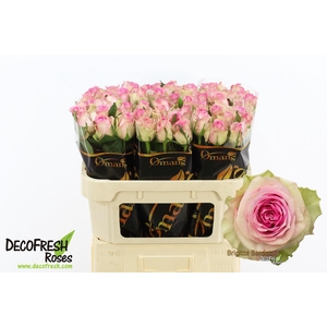 R Gr Brigitte Bardot