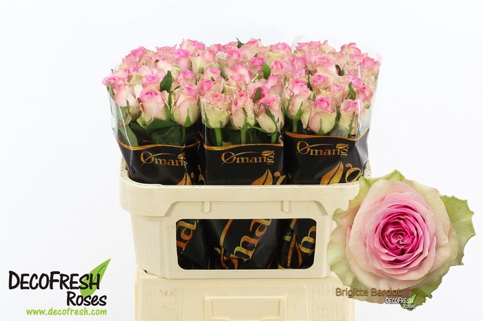 <h4>R Gr Brigitte Bardot</h4>