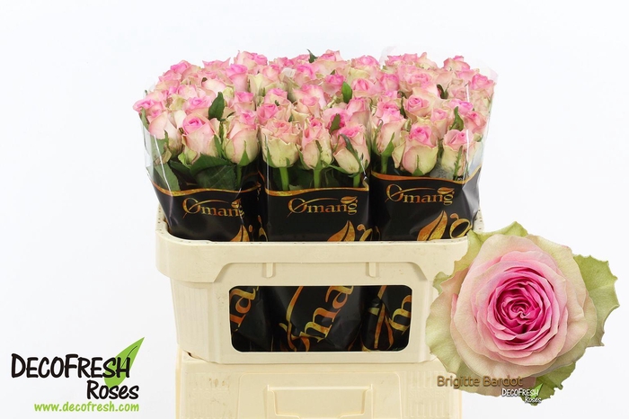 <h4>R Gr Brigitte Bardot</h4>