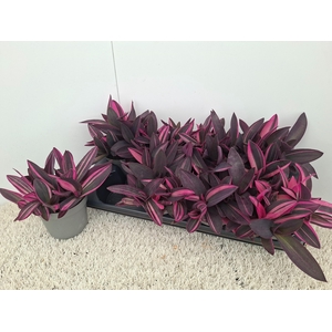 TRAD PURPLE HEART