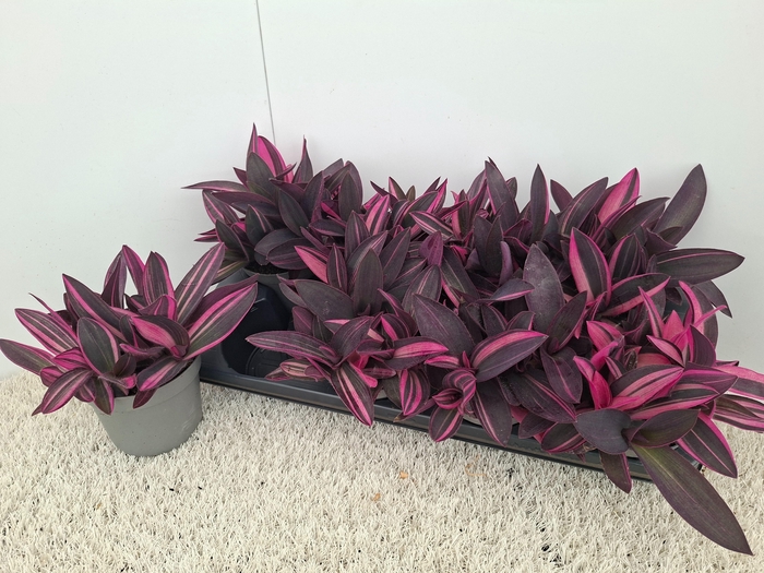 <h4>TRAD PURPLE HEART</h4>