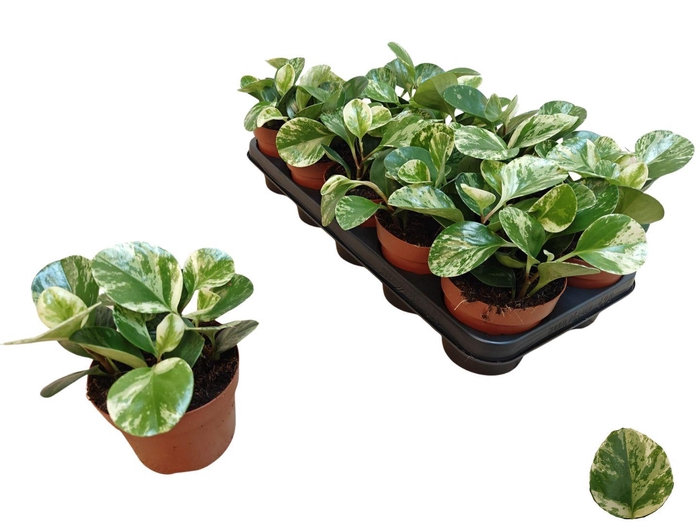 <h4>PEP OBT VARIEGATA</h4>