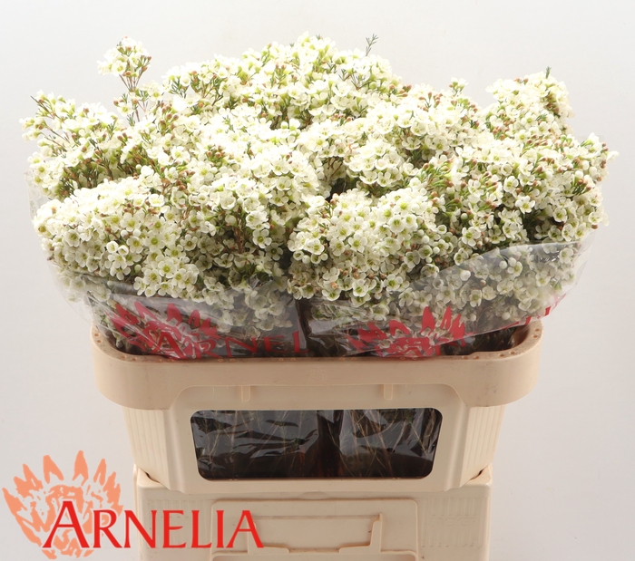 <h4>Chamelaucium Dawn Pearl</h4>