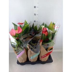Anthurium   ...mix 4