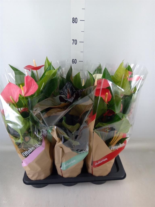 <h4>Anthurium   ...mix 4</h4>