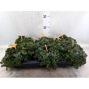 Sedum makinoi 'Tornado'