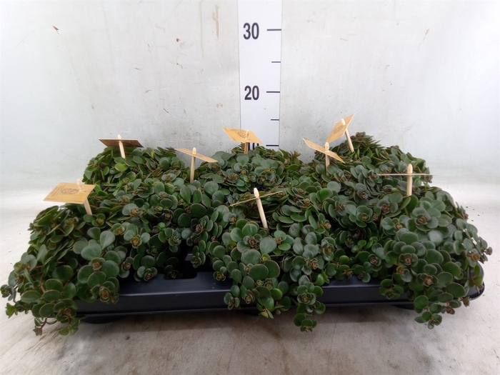 <h4>Sedum makinoi 'Tornado'</h4>
