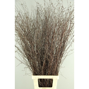 Betula Bs  Natural FST