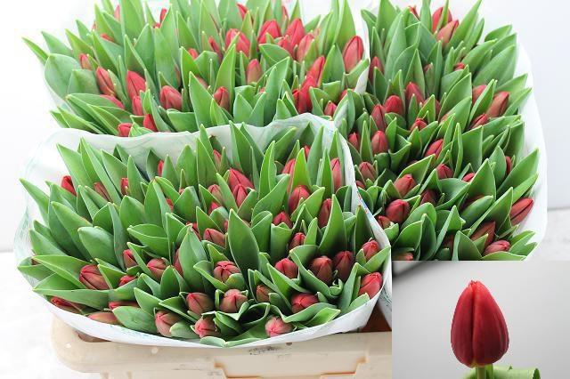 <h4>TU EN RED STONE</h4>