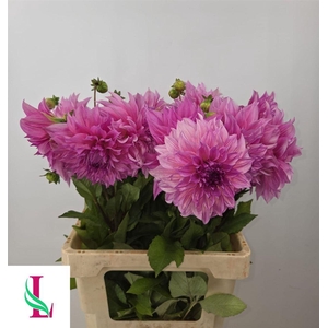 Dahlia Cafe Au Lait Rose