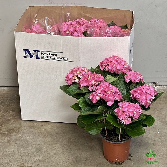 Hortensja Rózowa 15Ø 40cm 7-8 fl