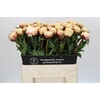 Paeonia Ann Cousins