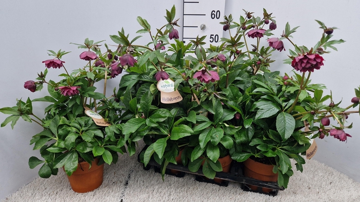 <h4>HELL ORIENTALIS</h4>