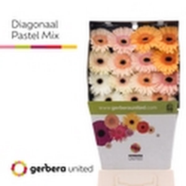 <h4>Ge Gr Mix Pastel Diamond</h4>