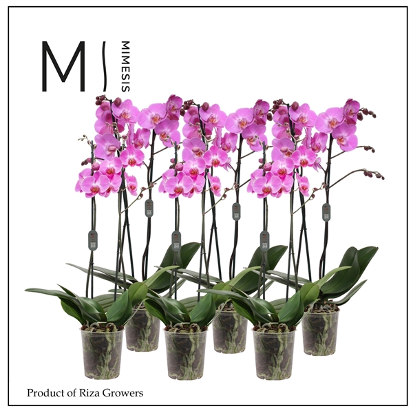 <h4>Mimesis Phal. Dark Pink - 2 spike 12cm</h4>