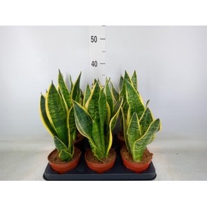 Sansevieria trifa. 'Futura Superba'